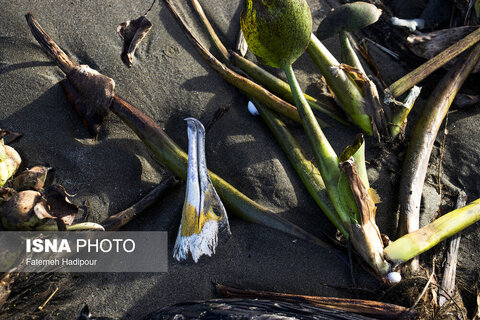 مرگ خاموش "باکلان" ها در سواحل خزر
