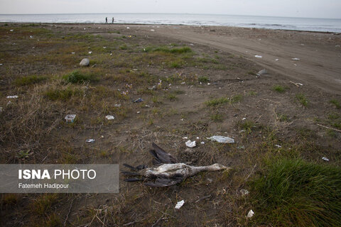 مرگ خاموش "باکلان" ها در سواحل خزر