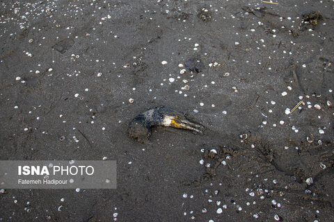 مرگ خاموش "باکلان" ها در سواحل خزر
