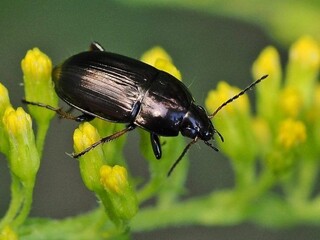 سوسک سیاه، کابوس گندم‌زارهای خراسان شمالی