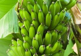 کشت موز برای نخستین بار در خراسان رضوی آغاز شد