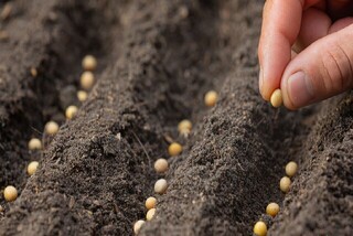 تولید بیش از ۲ هزار تُن بذر طی سال جاری در قم