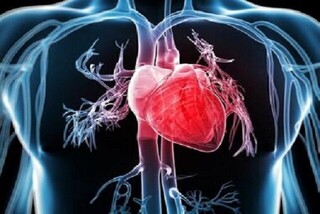 شادی و تغذیه سالم، کلید تقویت قلب از نگاه طب ایرانی