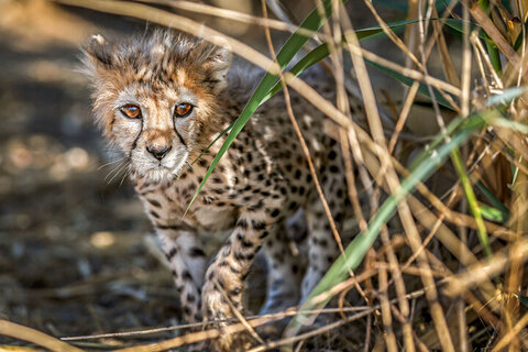 قرق اختصاصی محیط‌زیست در کرمان