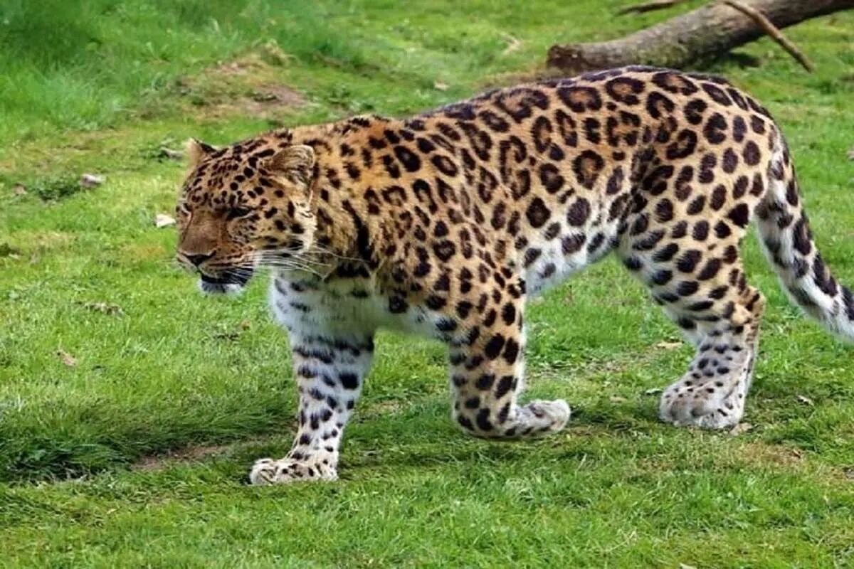 قرق اختصاصی محیطزیست در کرمان