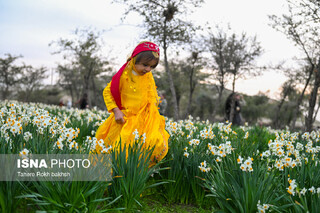 هشتمین جشنواره گل نرگس در کازرون