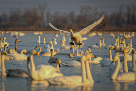 قوهای فریادکش تالاب‌های سرخرود