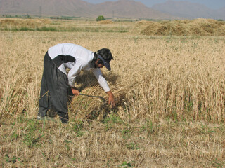 رئیس مجمع هماهنگی اصناف کشاورزی خراسان رضوی در گفت‌وگو با طوس خبر داد/ نهایی ‌شدن دستورالعمل فنی نظام رهگیری محصولات کشاورزی