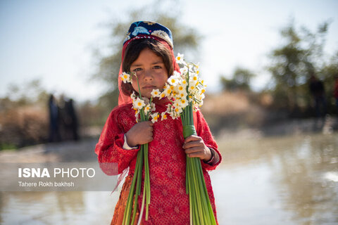 هشتمین جشنواره گل نرگس در کازرون
