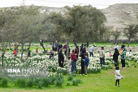 هشتمین جشنواره گل نرگس در کازرون