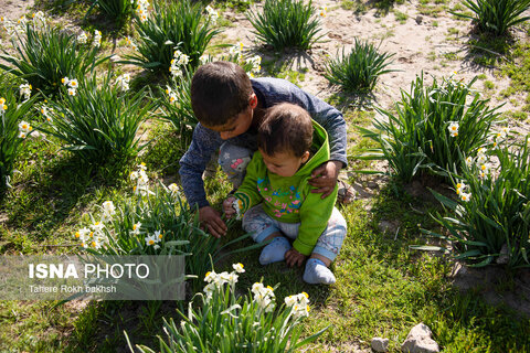 هشتمین جشنواره گل نرگس در کازرون
