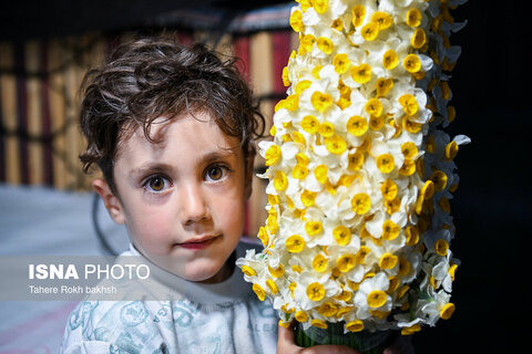 هشتمین جشنواره گل نرگس در کازرون