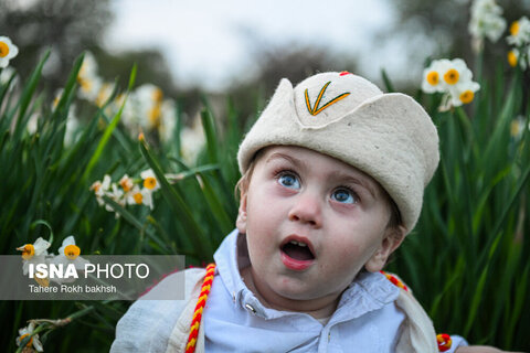 هشتمین جشنواره گل نرگس در کازرون