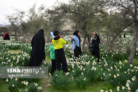 هشتمین جشنواره گل نرگس در کازرون