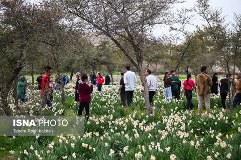 هشتمین جشنواره گل نرگس در کازرون