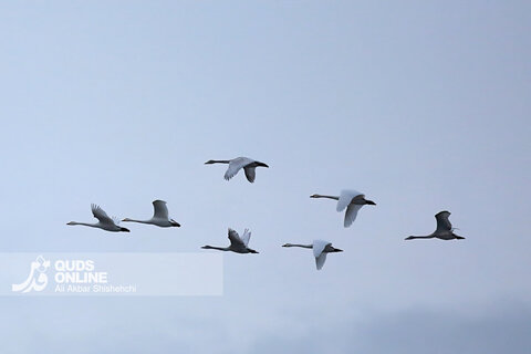 قوهای فریادکش مهمان زمستانی تالاب های سرخرود