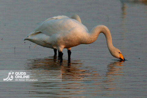 قوهای فریادکش مهمان زمستانی تالاب های سرخرود