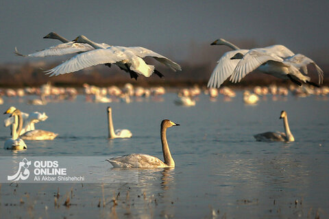 قوهای فریادکش مهمان زمستانی تالاب های سرخرود