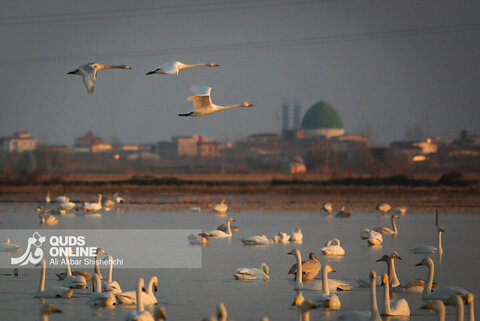 قوهای فریادکش مهمان زمستانی تالاب های سرخرود