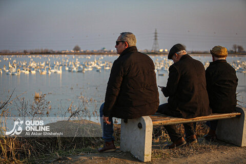 قوهای فریادکش مهمان زمستانی تالاب های سرخرود