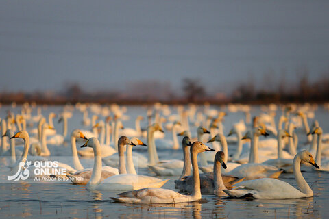 قوهای فریادکش مهمان زمستانی تالاب های سرخرود