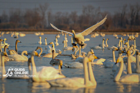 قوهای فریادکش تالاب‌های سرخرود