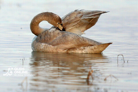 قوهای فریادکش مهمان زمستانی تالاب های سرخرود