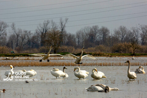 قوهای فریادکش مهمان زمستانی تالاب های سرخرود