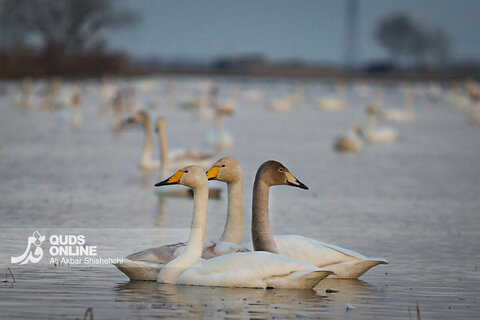 قوهای فریادکش مهمان زمستانی تالاب های سرخرود