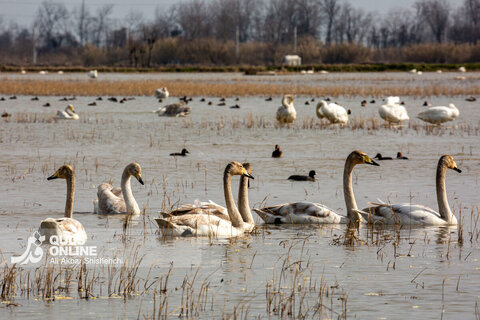 قوهای فریادکش مهمان زمستانی تالاب های سرخرود