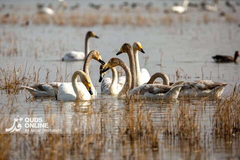 قوهای فریادکش مهمان زمستانی تالاب های سرخرود