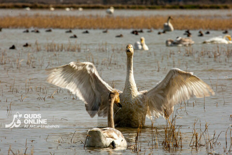 قوهای فریادکش مهمان زمستانی تالاب های سرخرود