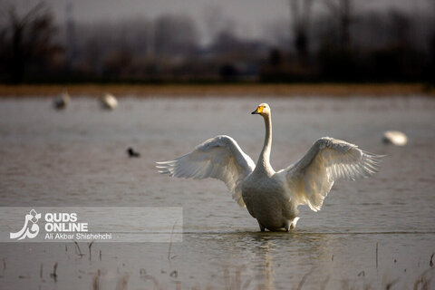 قوهای فریادکش مهمان زمستانی تالاب های سرخرود