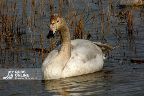 قوهای فریادکش مهمان زمستانی تالاب های سرخرود