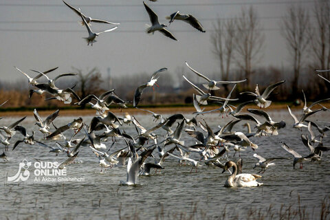 قوهای فریادکش مهمان زمستانی تالاب های سرخرود