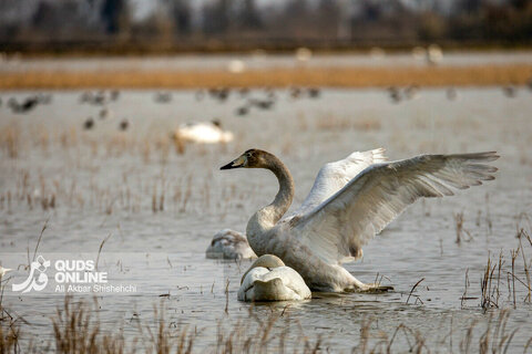 قوهای فریادکش مهمان زمستانی تالاب های سرخرود