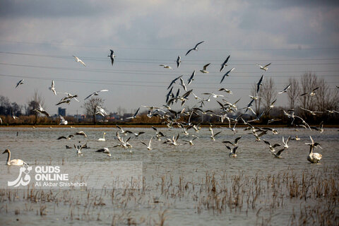 قوهای فریادکش مهمان زمستانی تالاب های سرخرود