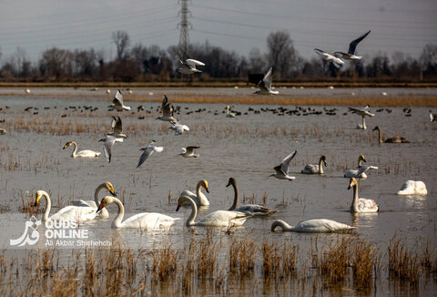 قوهای فریادکش مهمان زمستانی تالاب های سرخرود