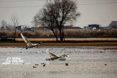 قوهای فریادکش مهمان زمستانی تالاب های سرخرود