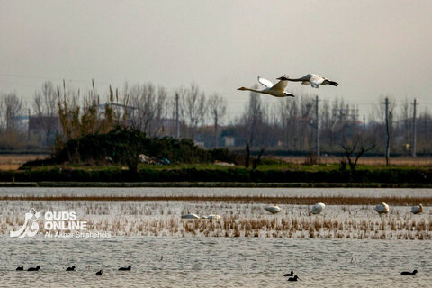 قوهای فریادکش مهمان زمستانی تالاب های سرخرود