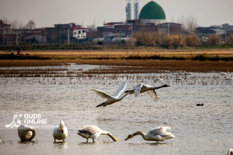 قوهای فریادکش مهمان زمستانی تالاب های سرخرود