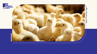 فیلم | مرغداران مجبور هستند جوجه‌ها را در چاه بریزند