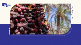 فیلم | از دست رفتن بازار خرمای روسیه؛ سهم ایران به جیب عربستان و تونس رفت