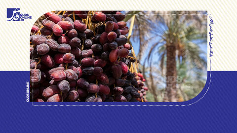 از دست رفتن بازار خرمای روسیه؛ سهم ایران به جیب عربستان و تونس رفت