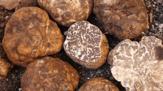 برداشت «طلای سیاه» در کوه‌های هرمزگان