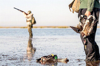 آیا نسل جدید پرندگان را خواهند دید؟/ شکار؛ زخم کهنه بر طبیعت ایران