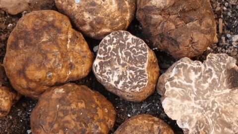 برداشت «طلای سیاه» در کوه‌های هرمزگان