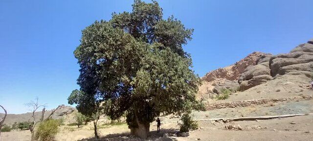 ثبت درخت سرو کهنسال برشک قاین در فهرست میراث طبیعی