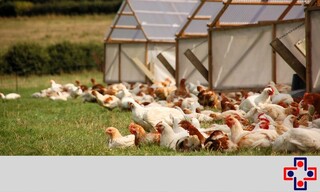 معرفی نرم افزار حسابداری مرغداری