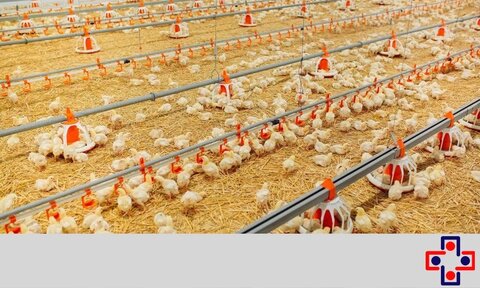 معرفی نرم افزار حسابداری مرغداری